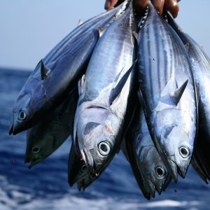 Bunch of Tuna