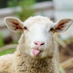 Funny-Sheep-Facts-1200x800