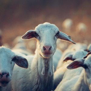 agriculture-animals-cattle-domestic-390025