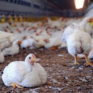 chickens-poultry-farm