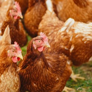 flock-of-hens-on-green-field-2255459