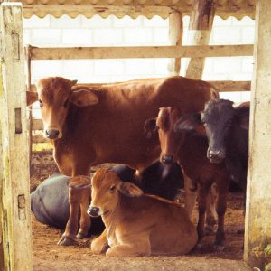 herd-of-brown-calf-953966