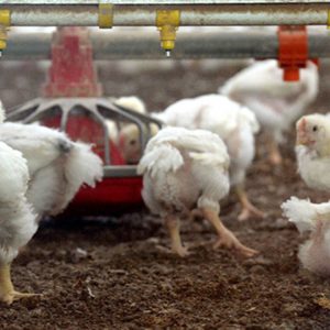 JASON VORHEES/THE TELEGRAPH Crawford County, GA, 10/31/2019:
Young chickens inside a broiler house where you can view from the new poultry education center at Cooley Farms in Crawford County.