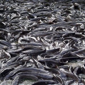 jumbo-catfishes-large
